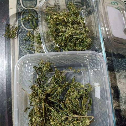 Girafa growlog timeline photo