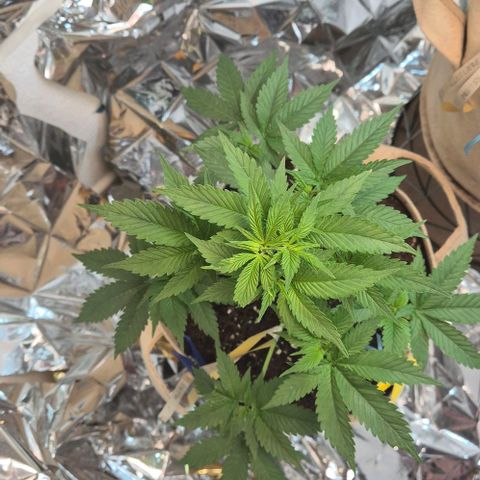 First try  growlog timeline photo
