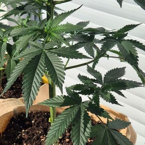First try  growlog photo: 1. Tag in  der Blüte 