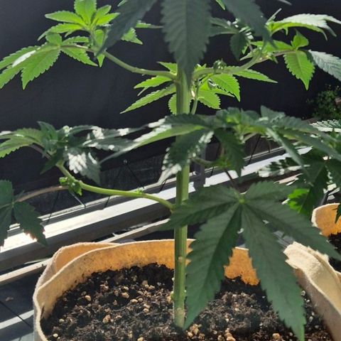 First try  growlog photo: 1. Tag in  der Blüte 