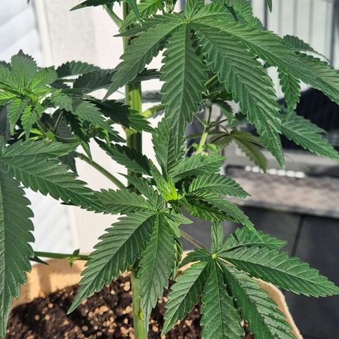 First try  growlog photo: 1. Tag in  der Blüte 