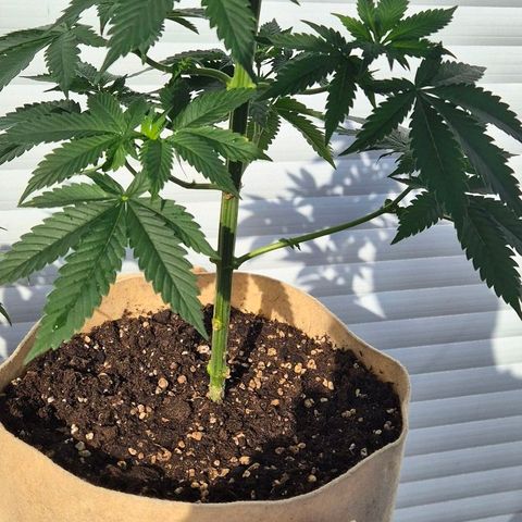 First try  growlog photo: 1. Tag in  der Blüte 