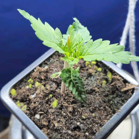 Kleine SiS growlog photo: Umgetopft in 15 Liter Stoff.