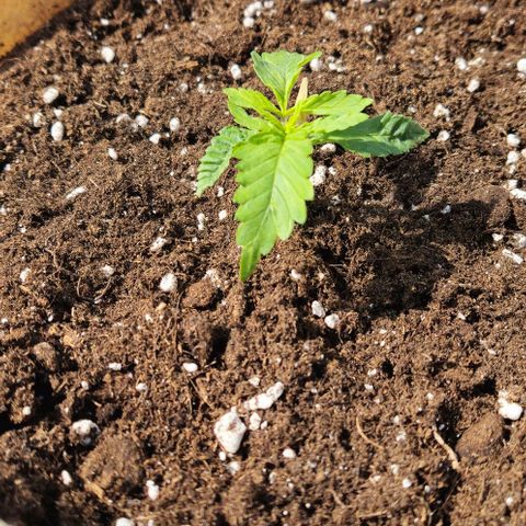 Kleine SiS growlog photo: Umgetopft in 15 Liter Stoff.