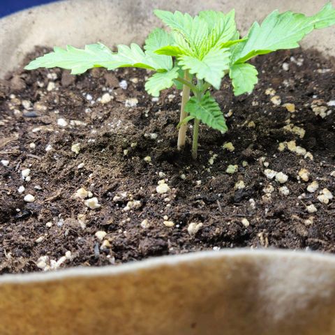 Kleine SiS growlog photo: Umgetopft in 15 Liter Stoff.