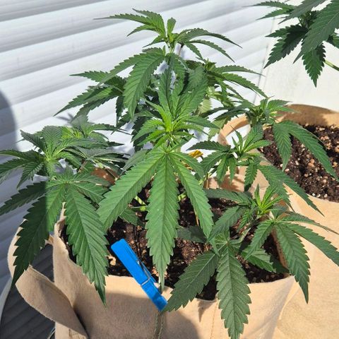 Kleine SiS growlog photo: 1. Tag Blüte. 23 cm