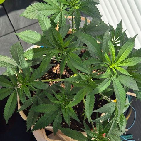 Kleine SiS growlog photo: 1. Tag Blüte. 23 cm