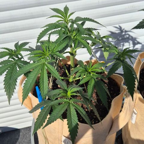 Kleine SiS growlog photo: 1. Tag Blüte. 23 cm