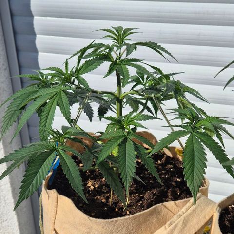 Kleine SiS growlog photo: 1. Tag Blüte. 23 cm