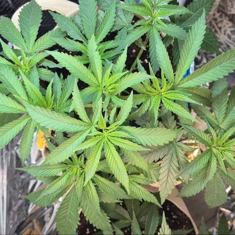 Kleine SiS growlog timeline photo