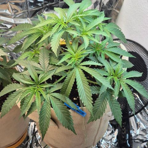 Kleine SiS growlog timeline photo