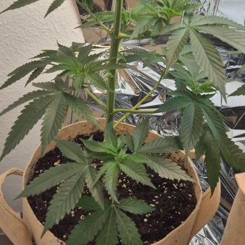 First try  growlog timeline photo