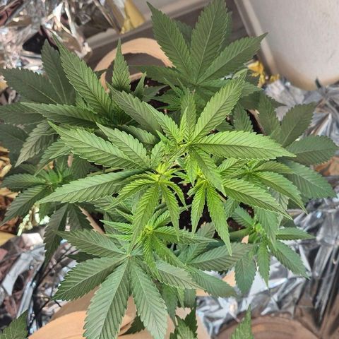 First try  growlog timeline photo