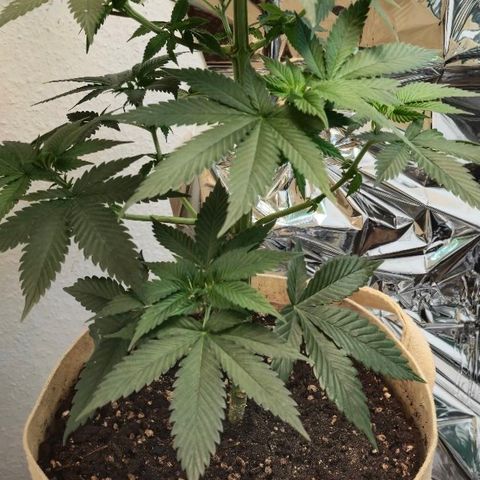 First try  growlog timeline photo