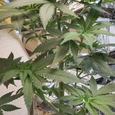First try  growlog timeline photo