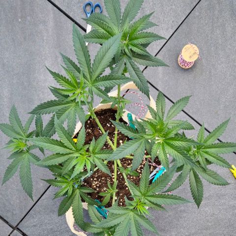Kleine SiS growlog timeline photo