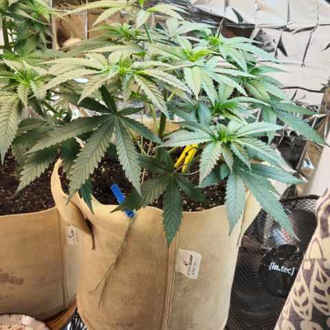 Kleine SiS growlog timeline photo