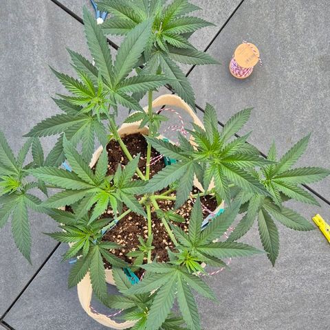 Kleine SiS growlog timeline photo