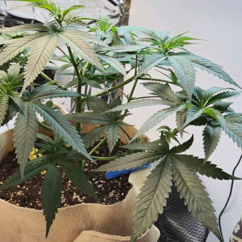 Kleine SiS growlog timeline photo
