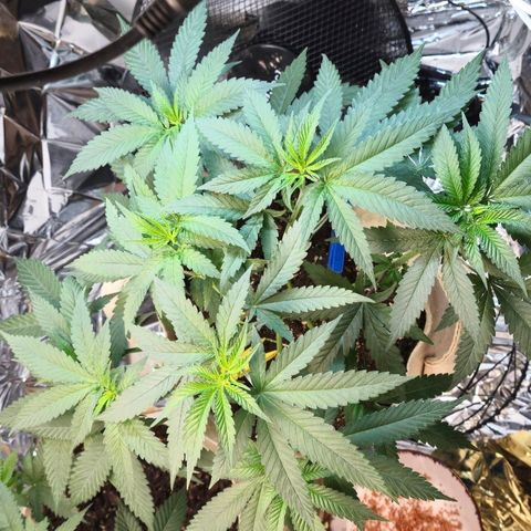 Kleine SiS growlog timeline photo