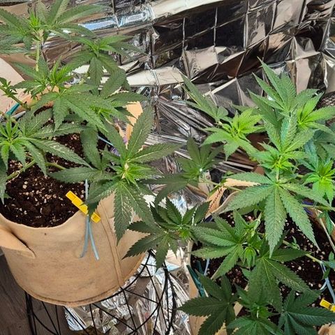 Kleine SiS growlog timeline photo