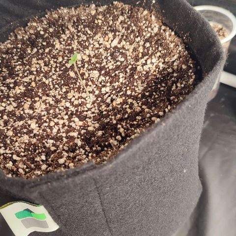 Amnésia Bubba  growlog timeline photo