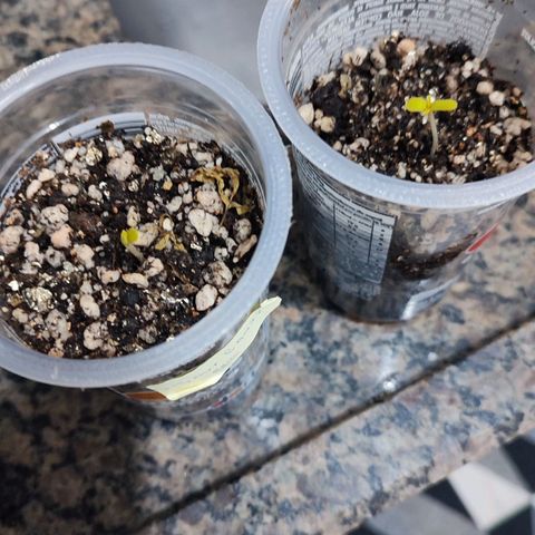 Sour Candy growlog timeline photo
