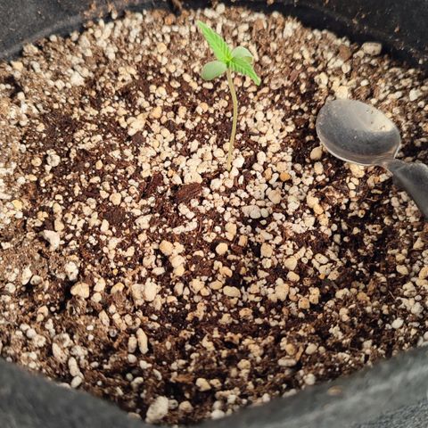 Amnésia Bubba  growlog timeline photo