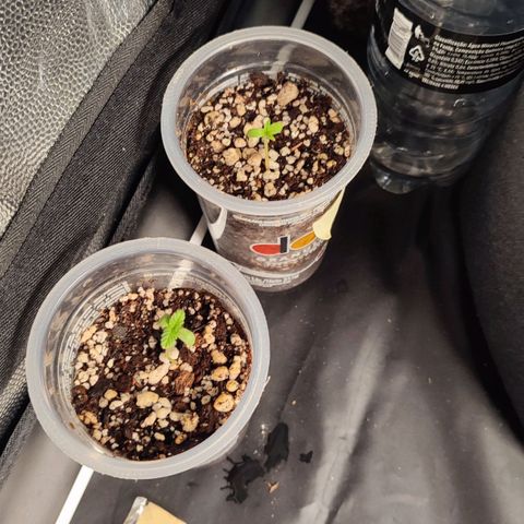 Sour Candy growlog timeline photo