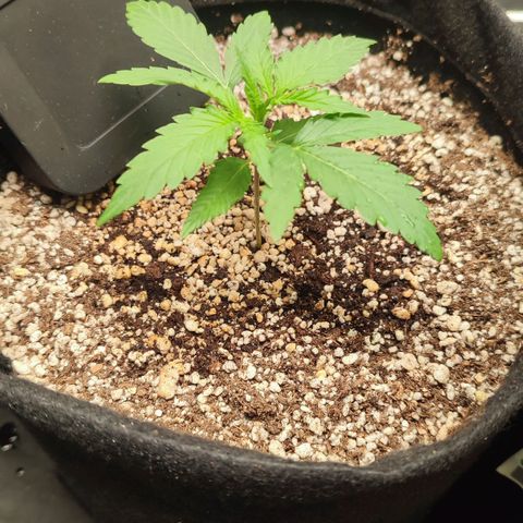 Amnésia Bubba  growlog timeline photo