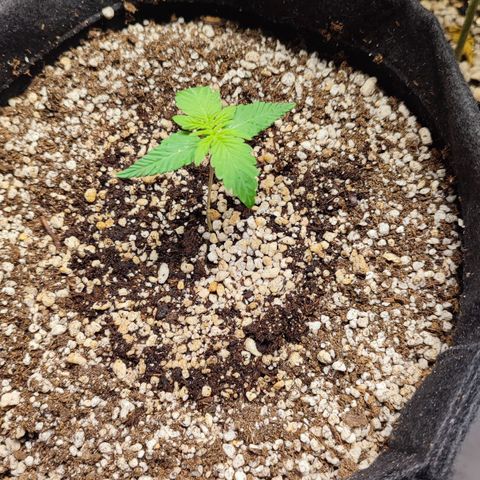 Amnésia Bubba  growlog timeline photo