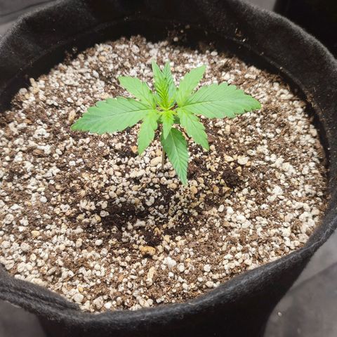 Amnésia Bubba  growlog timeline photo