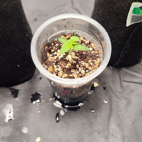 Sour Candy growlog timeline photo
