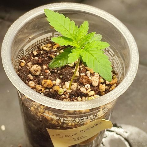 Sour Candy growlog timeline photo