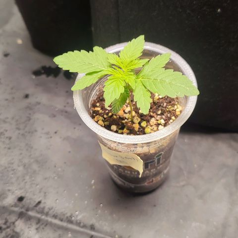 Sour Candy growlog timeline photo