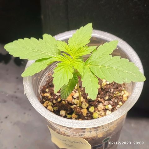 Sour Candy growlog timeline photo