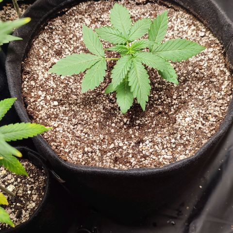 Sour Candy growlog timeline photo