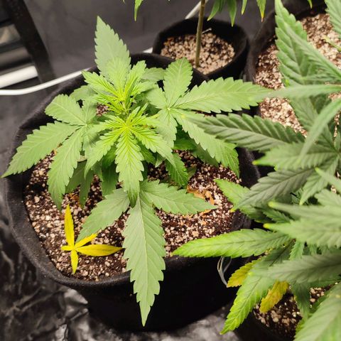 Amnésia Bubba  growlog timeline photo