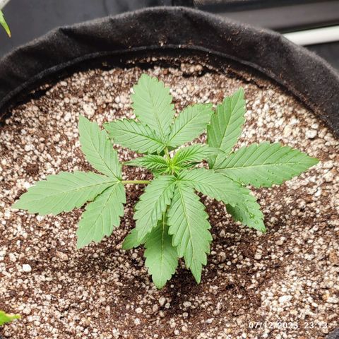 Sour Candy growlog timeline photo
