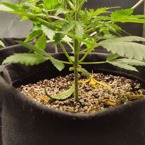 Amnésia Bubba  growlog timeline photo