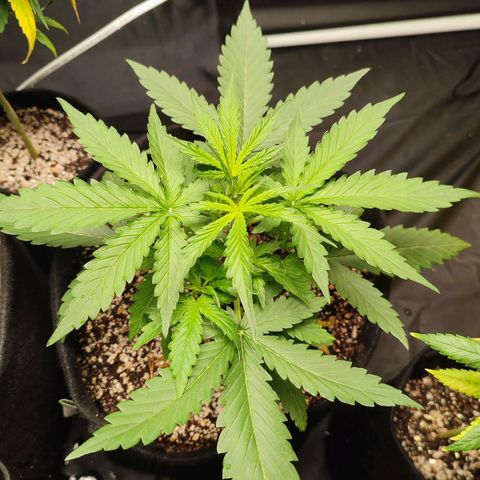 Amnésia Bubba  growlog timeline photo
