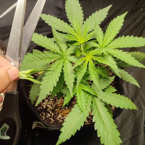 Amnésia Bubba  growlog timeline photo