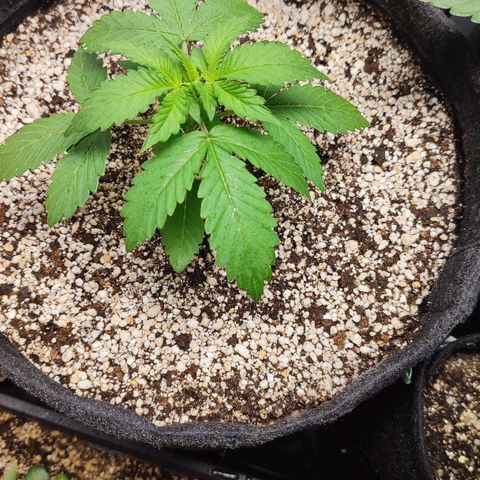 Sour Candy growlog timeline photo