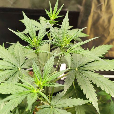 Amnésia Bubba  growlog timeline photo