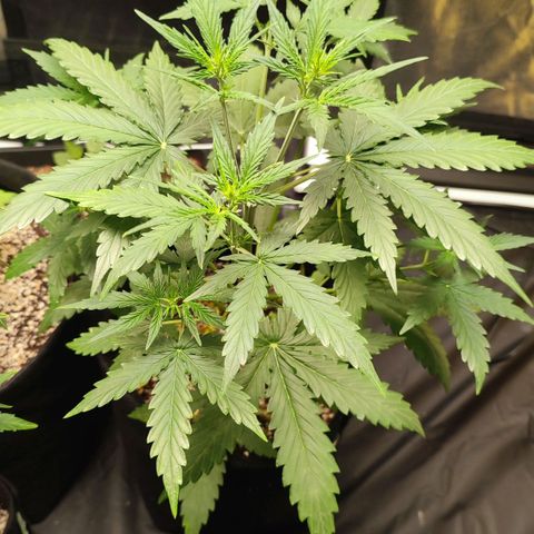 Amnésia Bubba  growlog timeline photo
