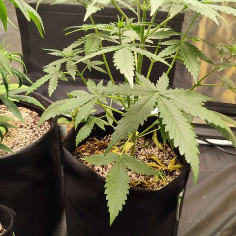 Amnésia Bubba  growlog timeline photo