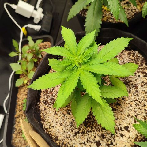 Sour Candy growlog timeline photo