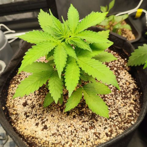 Sour Candy growlog timeline photo