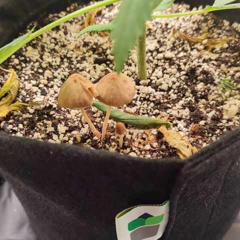 Amnésia Bubba  growlog timeline photo