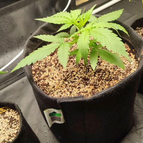 Amnésia Bubba  growlog timeline photo